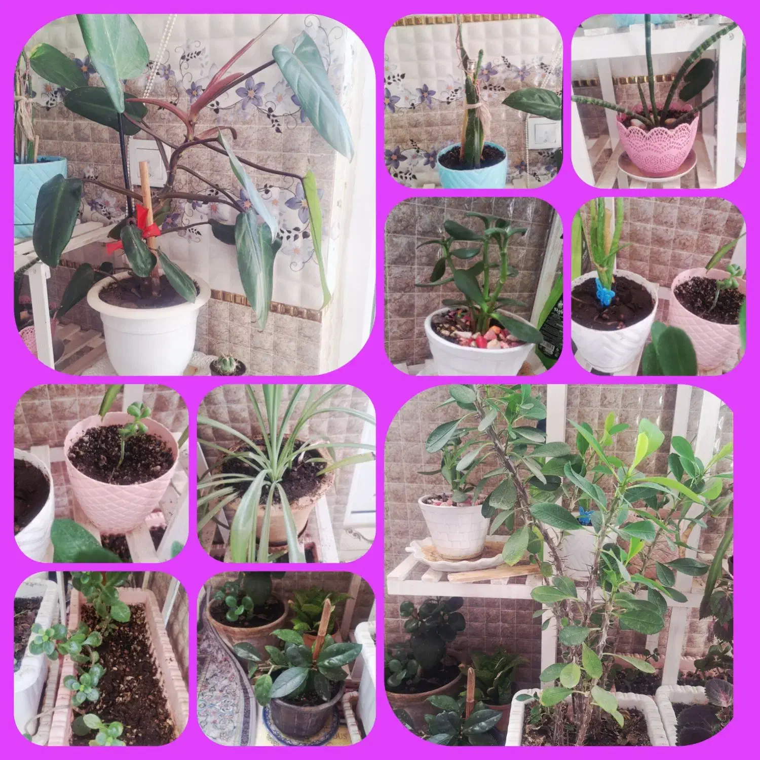 گل طبیعی|گل و گیاه طبیعی|اردبیل, |دیوار