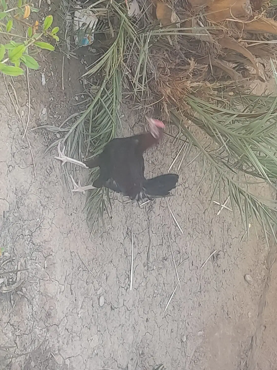 خروس محلی|حیوانات مزرعه|رامشیر, |دیوار