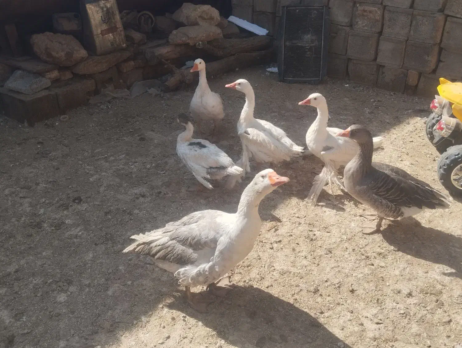 غاز|پرنده|زالیان, |دیوار