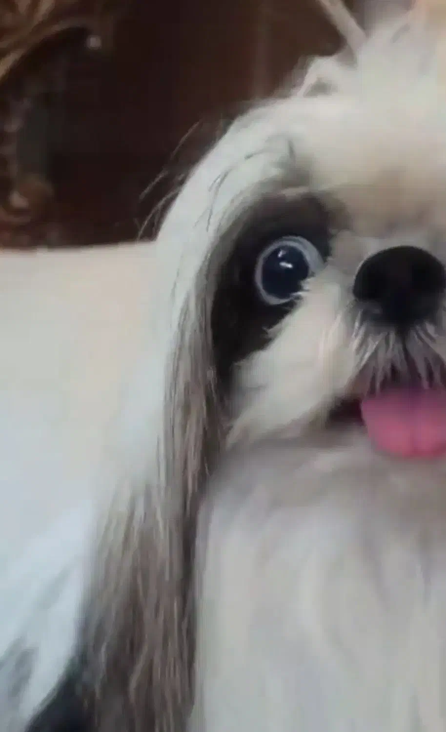 سگ شتیتزو|سگ|سیرجان, |دیوار