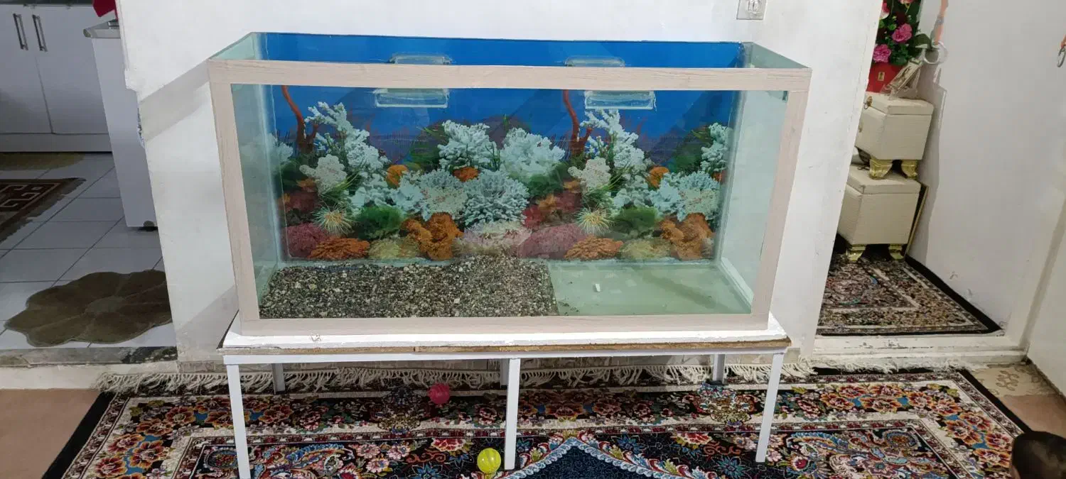 ماهی|ماهی|مشهد, رضاییه|دیوار