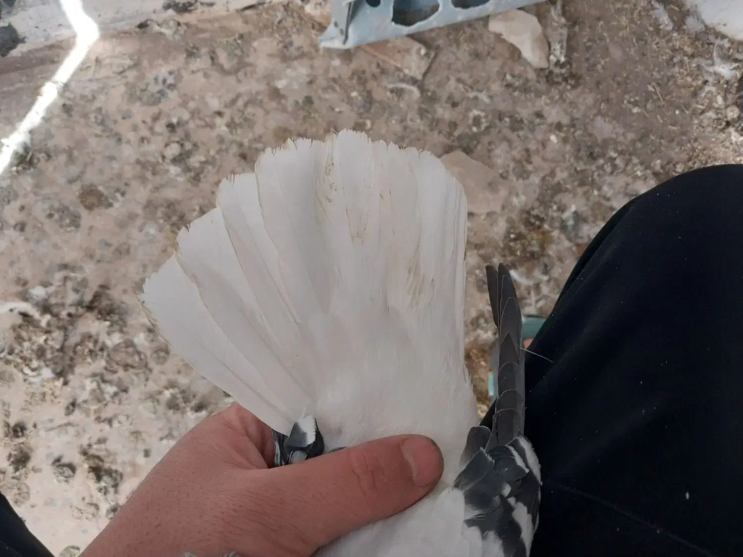 کبود دمسفید ماده|پرنده|کوهین, |دیوار