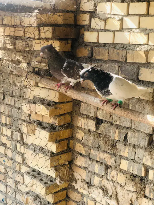 کبوتر کلیی|پرنده|سوسنگرد, |دیوار