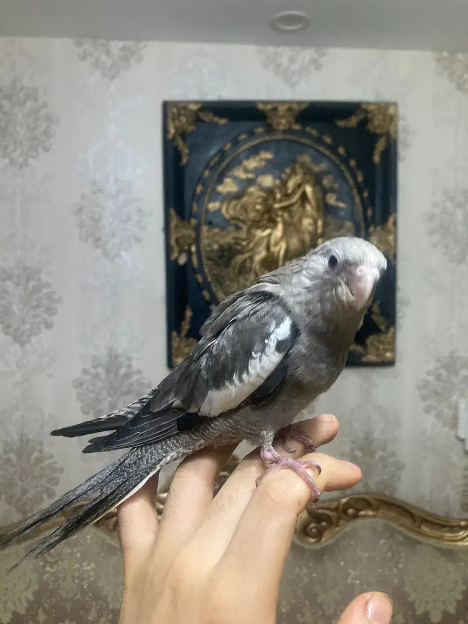 جوجه عروس (بالغ-جفت-ملنگو|پرنده|رشت, یخسازی|دیوار