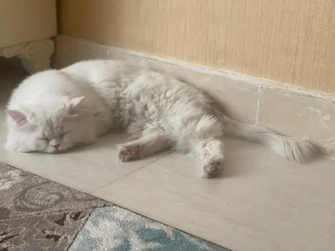 گربه نر برای جفت گیری|گربه|ارومیه, |دیوار