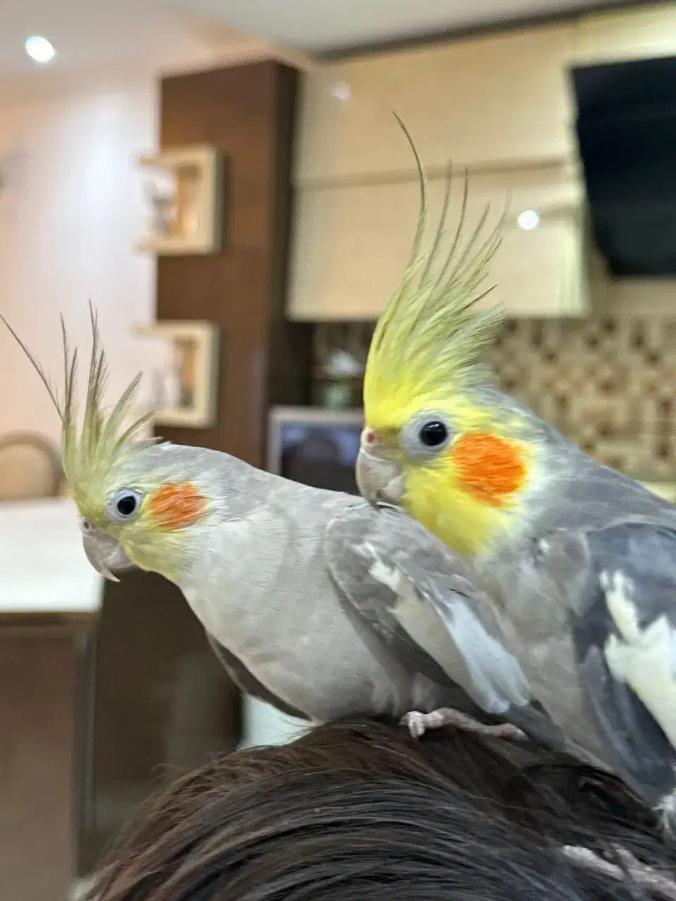 عروس هلندی|پرنده|نوشهر, |دیوار