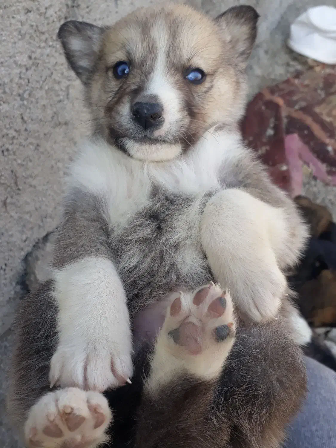 سگ هاسکی|سگ|آشخانه, |دیوار