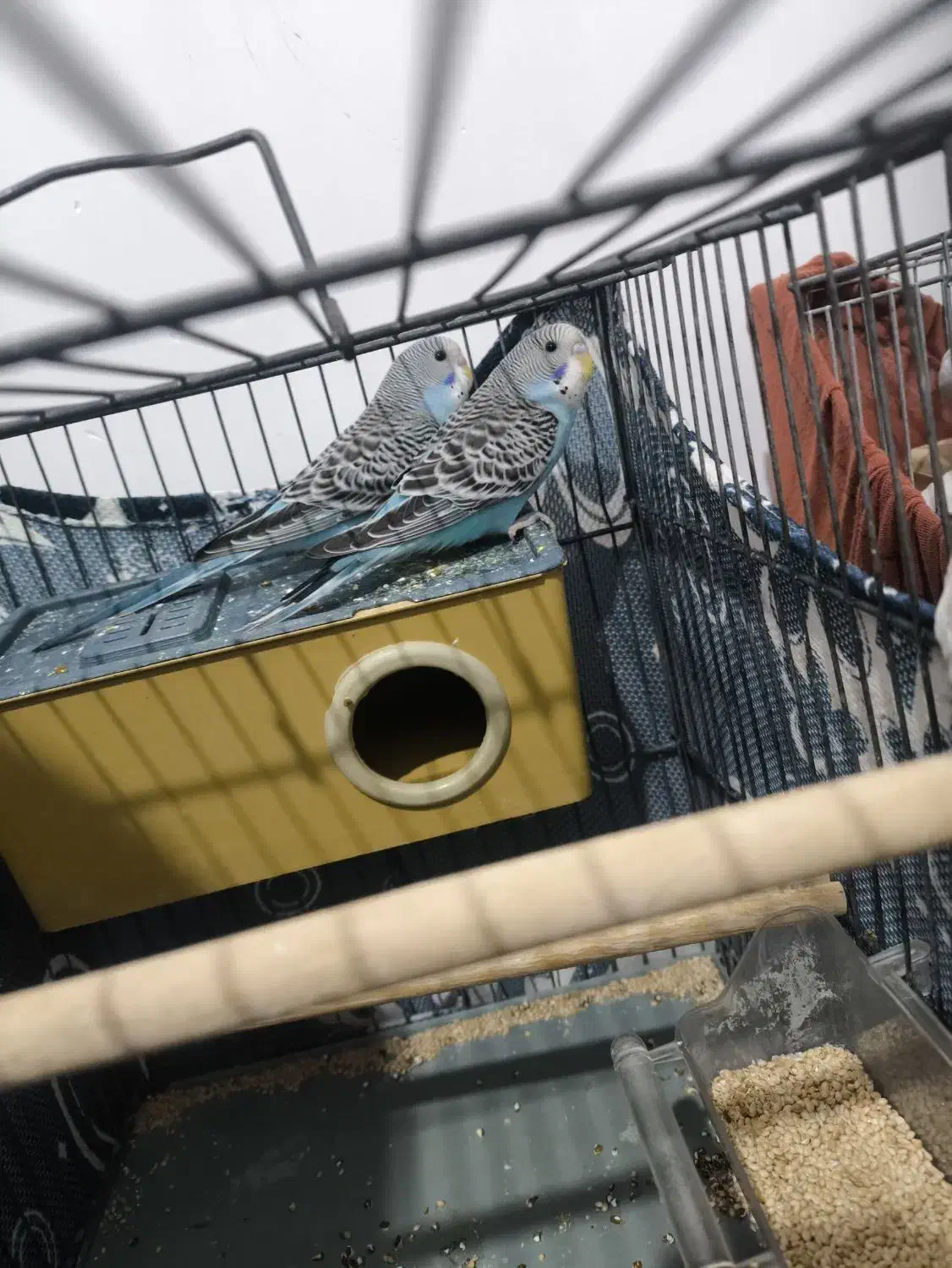 جفت مرغ عشق جوان|پرنده|محمدشهر, محمدشهر|دیوار