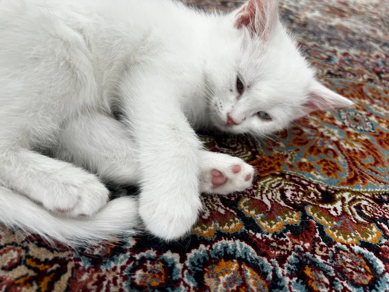 واگذاری غیر رایگان گربه|گربه|بیرجند, |دیوار