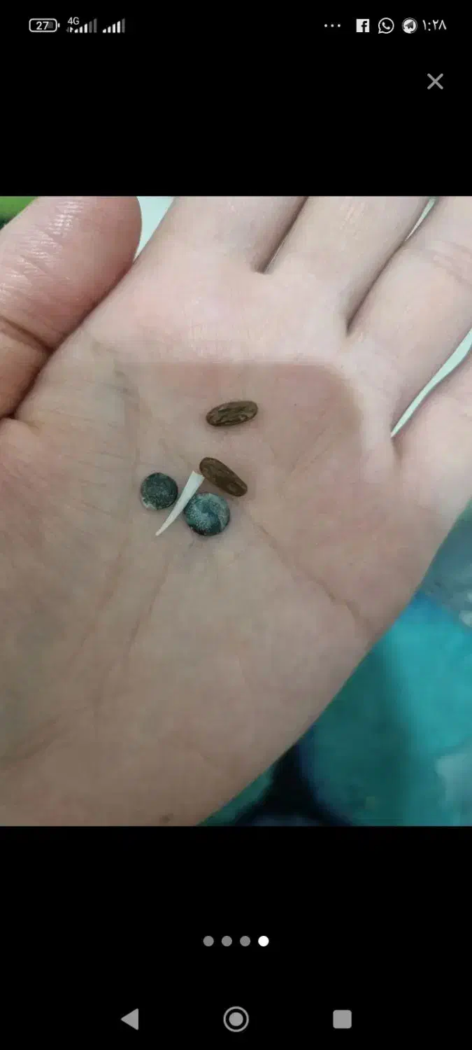 سنگ گران قیمت|جواهرات|خاش, |دیوار