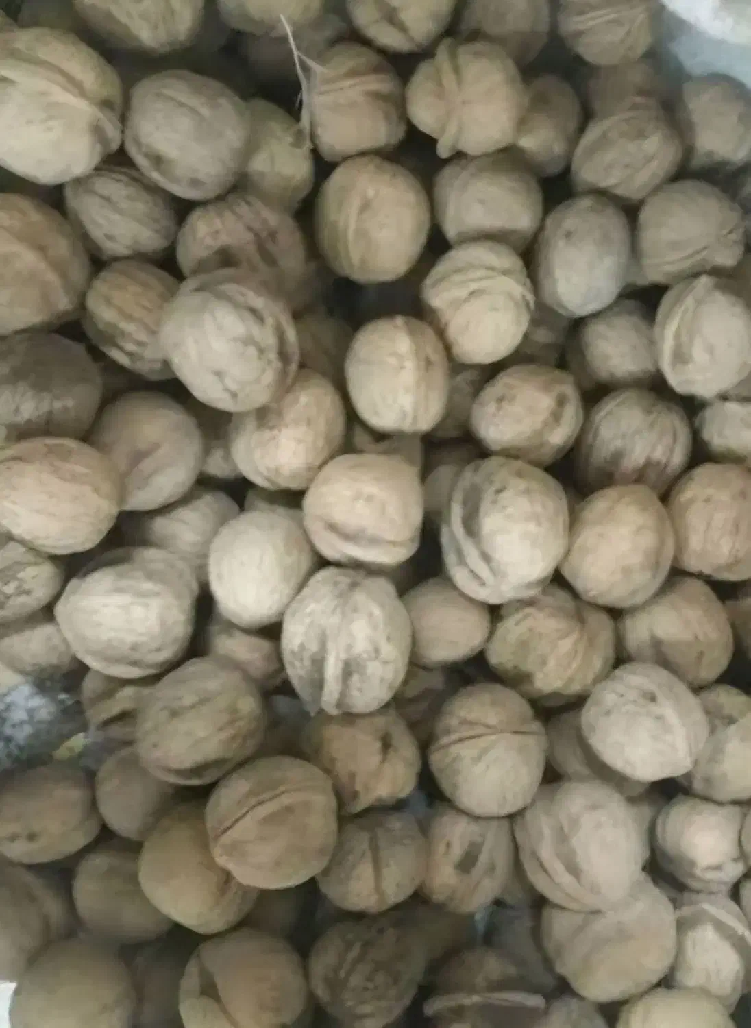 گردوی امسال قیمت مناسب|عمده‌فروشی|قوچان, |دیوار