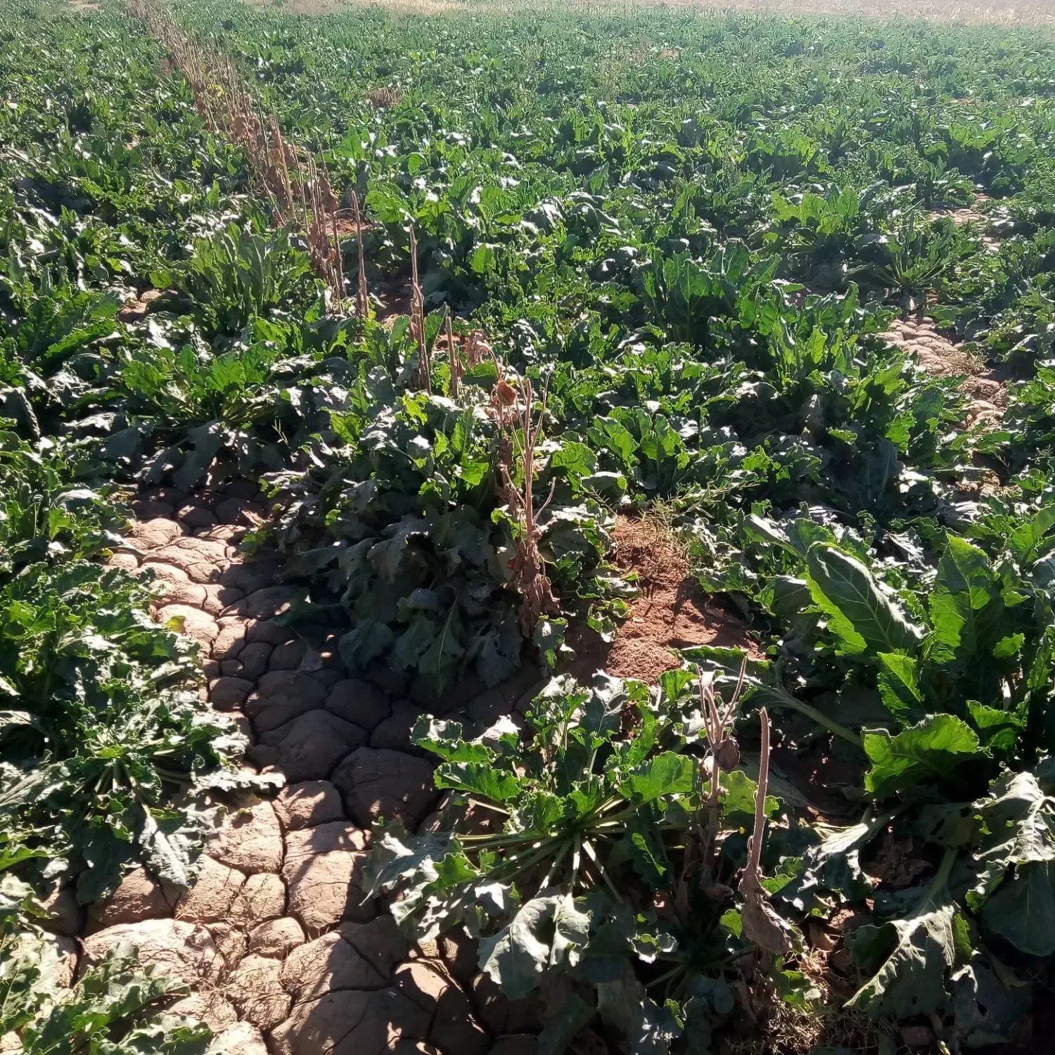 چقندر قندی|خدمات باغبانی و درختکاری|فیروزه, |دیوار