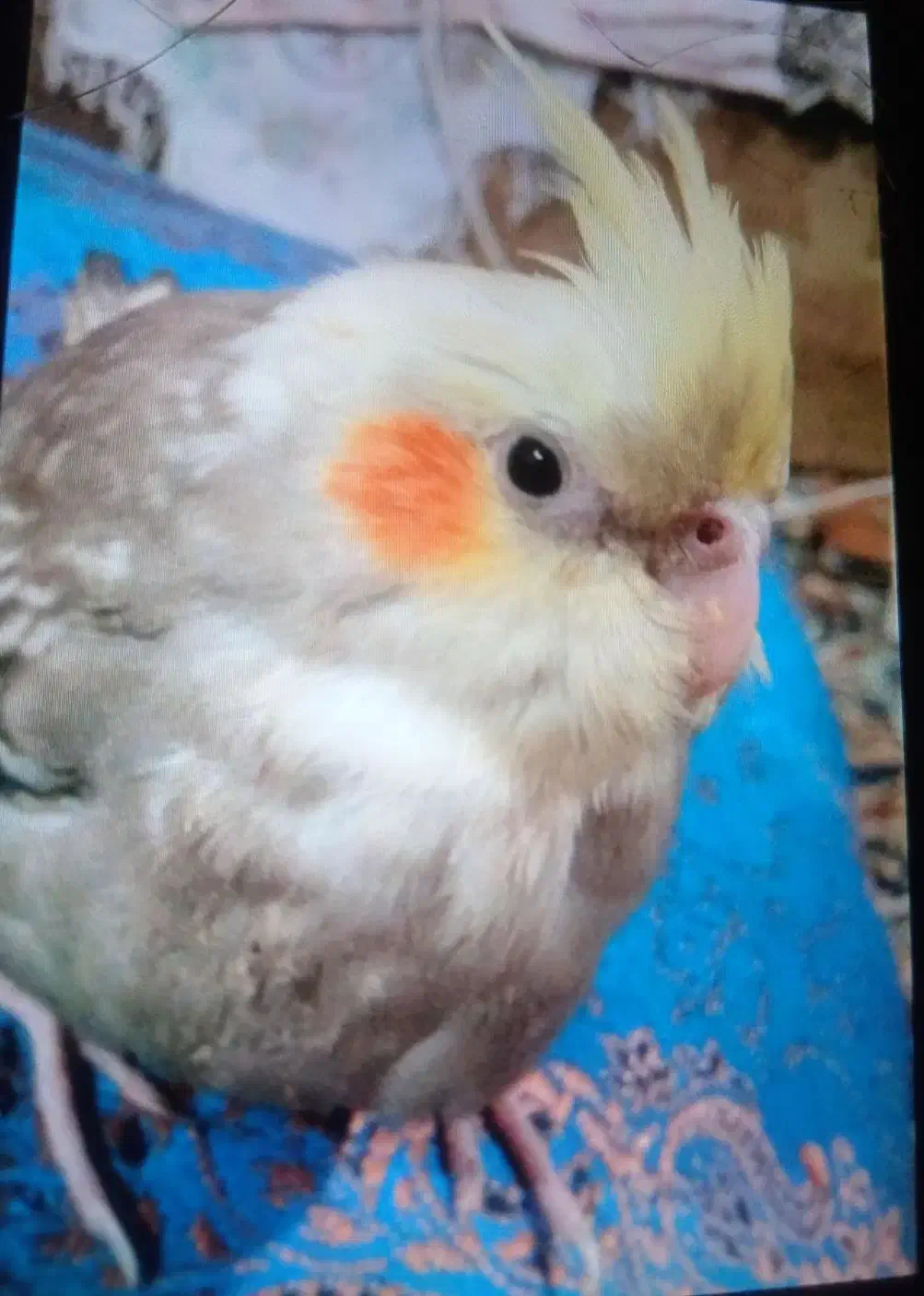 عروس هلندی گمشده|حیوانات|زابل, |دیوار