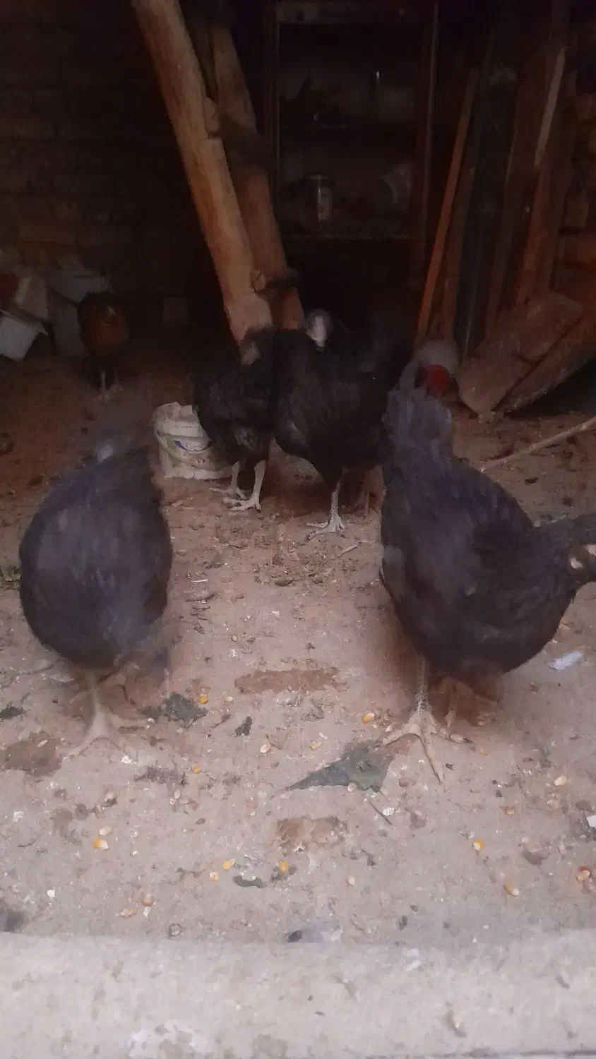 مرغ محلی|حیوانات مزرعه|معصومیه, |دیوار