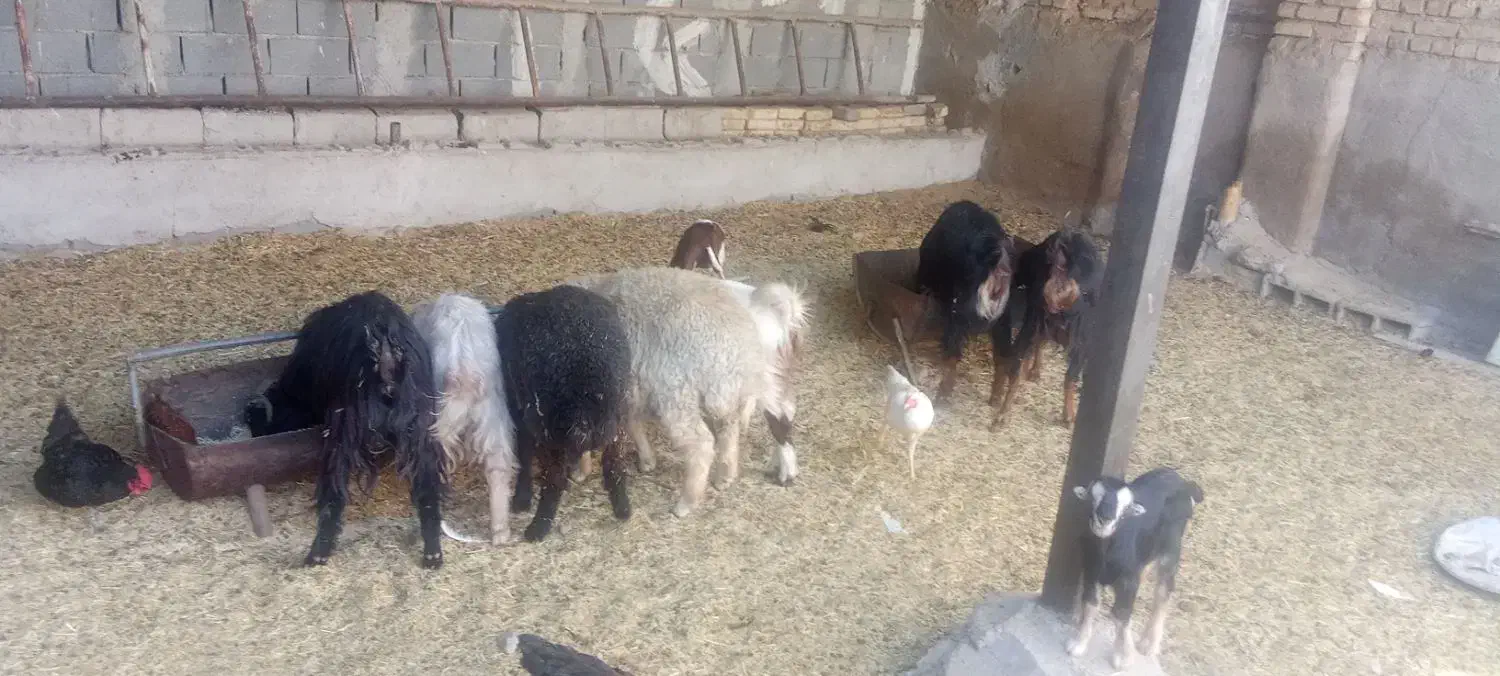 بز بزغاله 11راس|حیوانات مزرعه|پیشوا, |دیوار