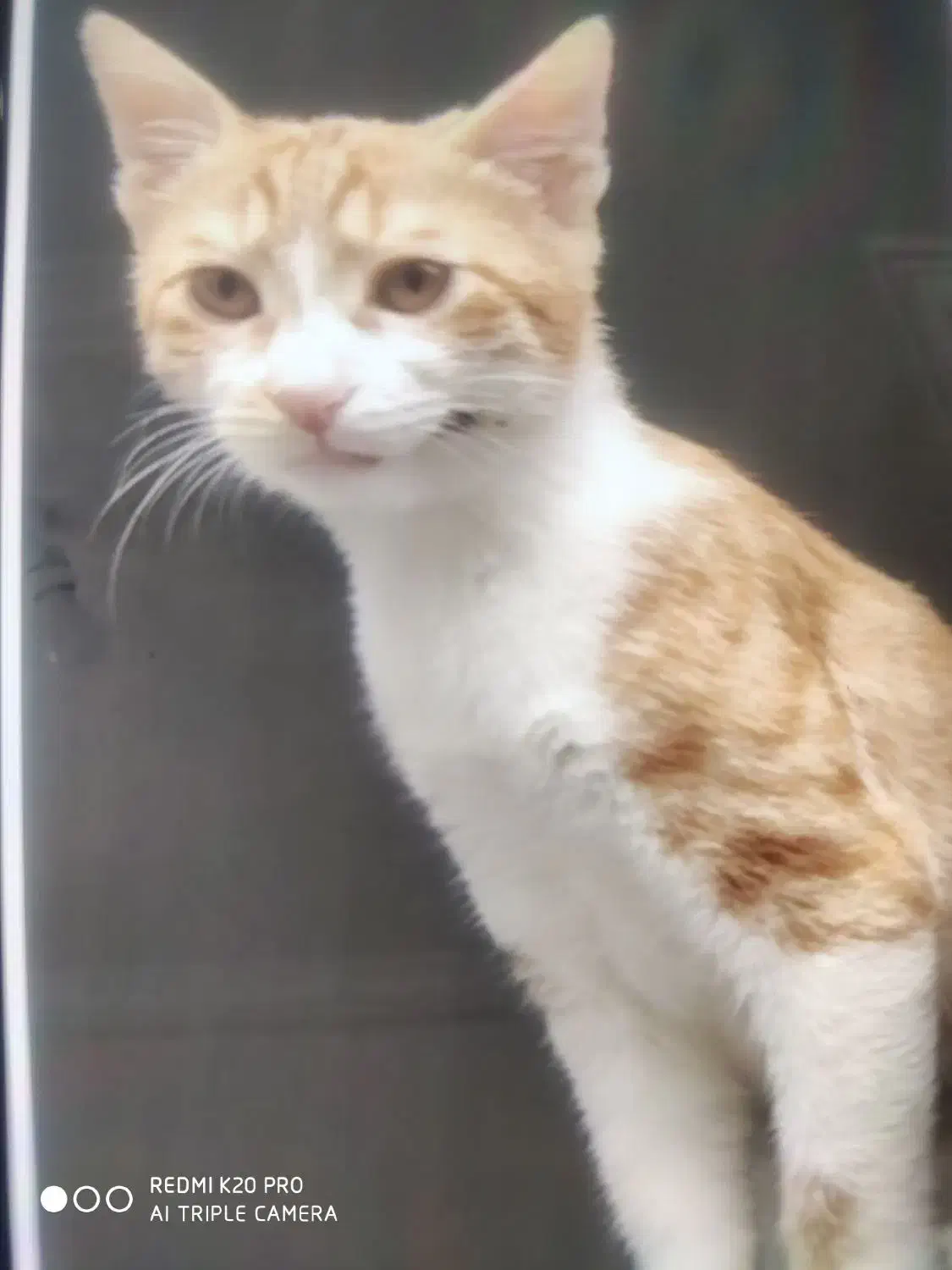 واگذاری رایگان|گربه|کرج, خرمدشت|دیوار