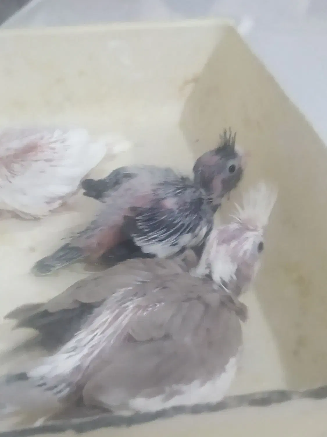 با سلام جوجه عروس هلندی|پرنده|قشم, |دیوار