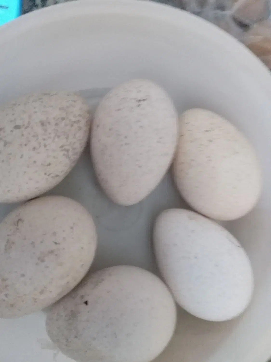 تخم بوقلمون تازه بوقلمون|حیوانات مزرعه|باشت, |دیوار