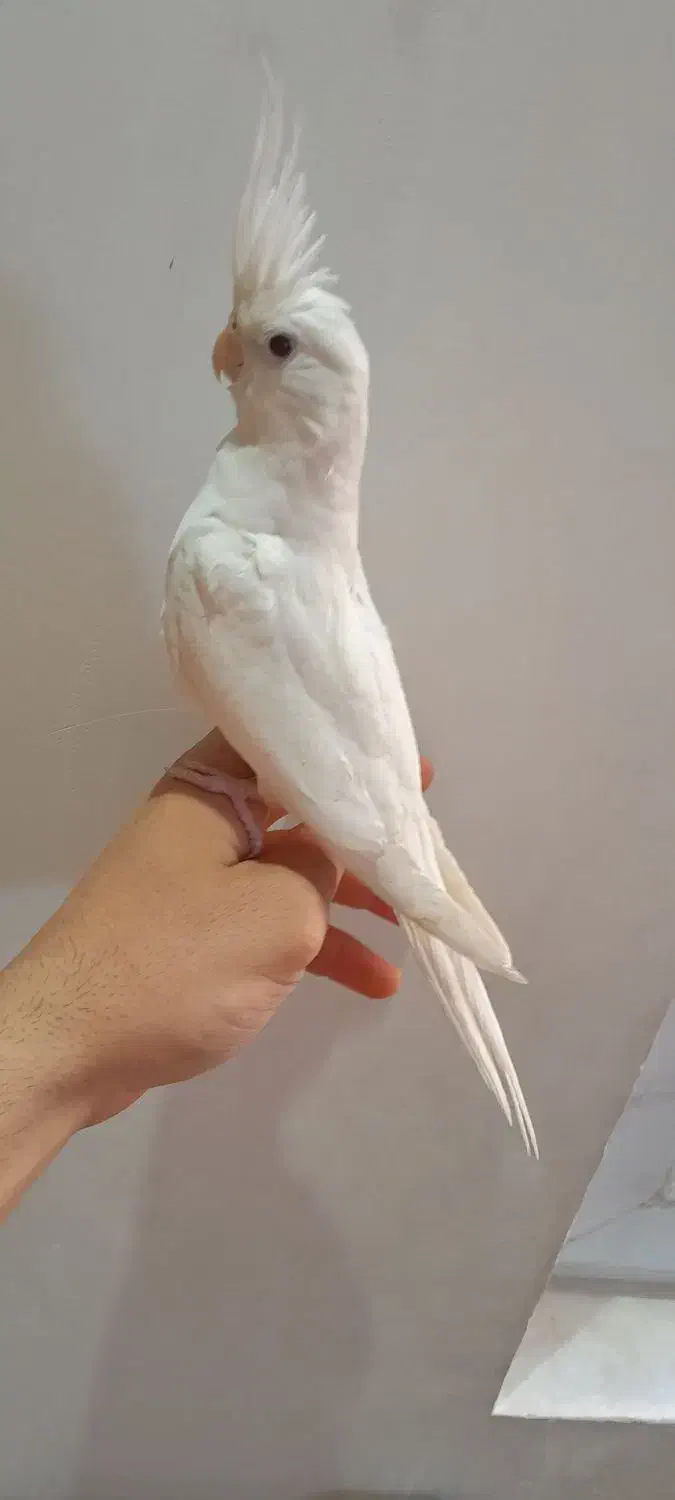 عروس هلندی آلبینو|پرنده|ری, امین آباد|دیوار