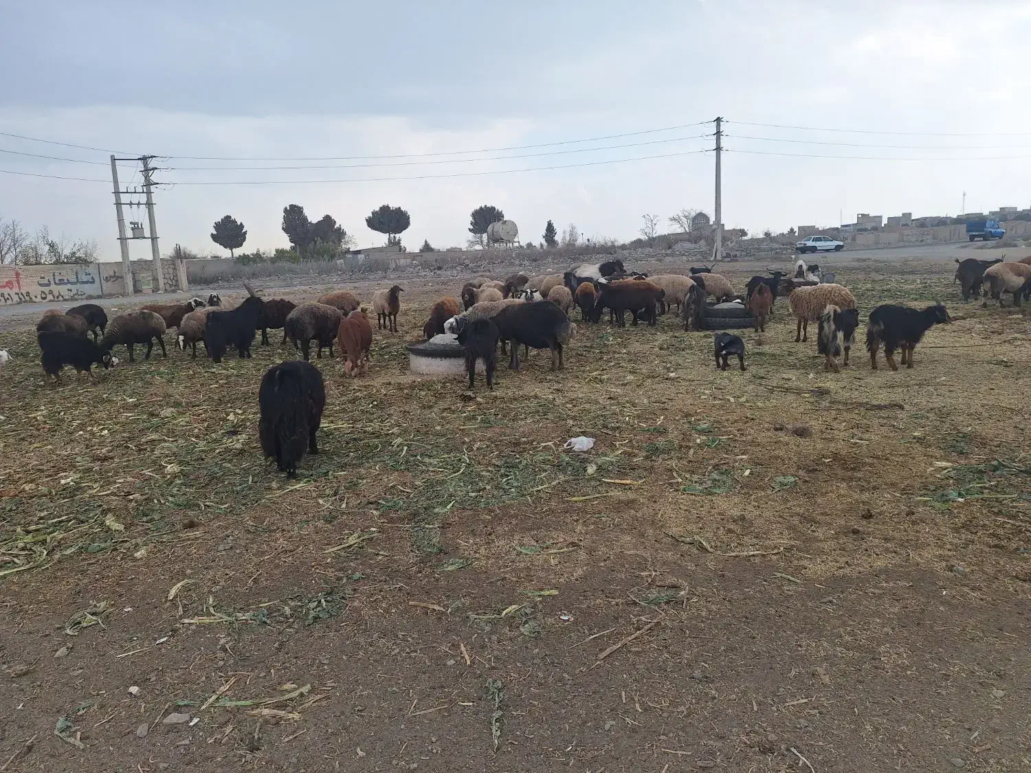 گوسفندمیش بزنربزمعاوضه|حیوانات مزرعه|کرج, کوی کارمندان جنوبی|دیوار