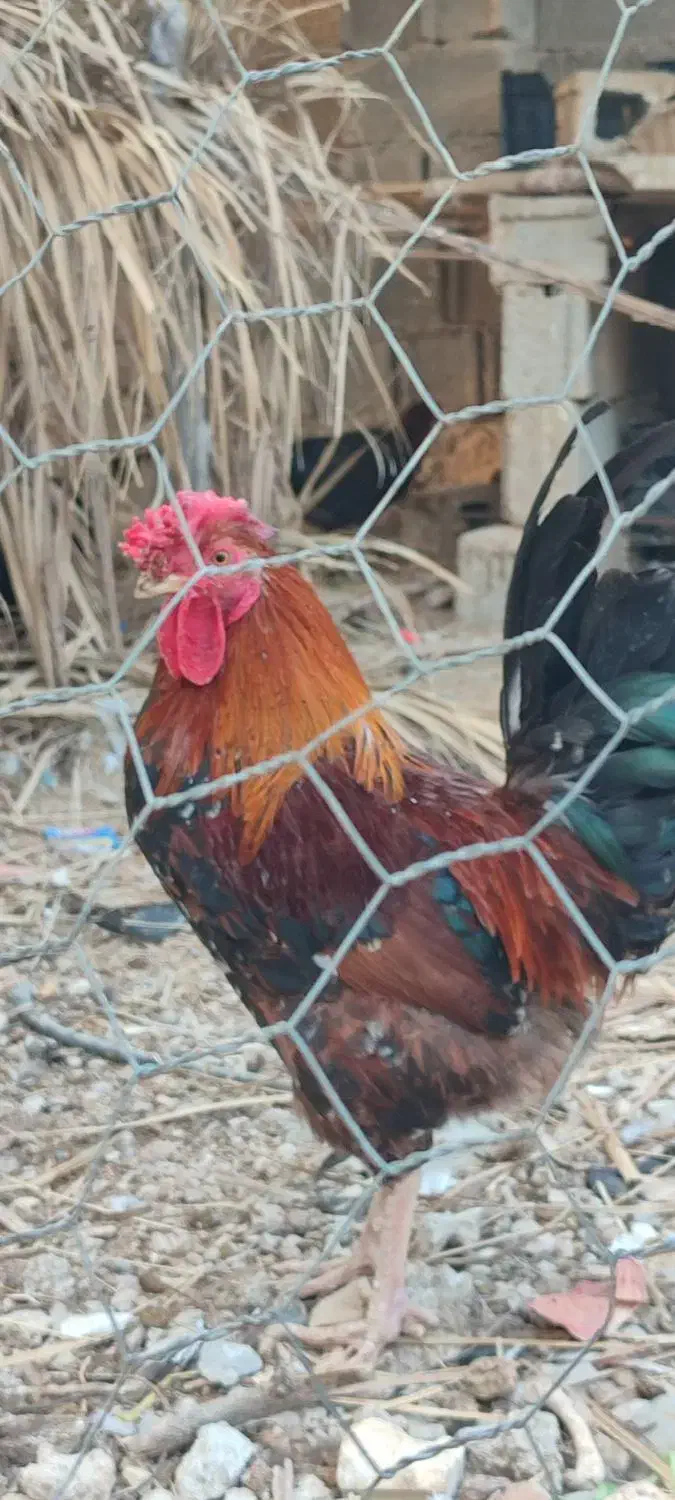 خروس|حیوانات مزرعه|وحدتیه, |دیوار