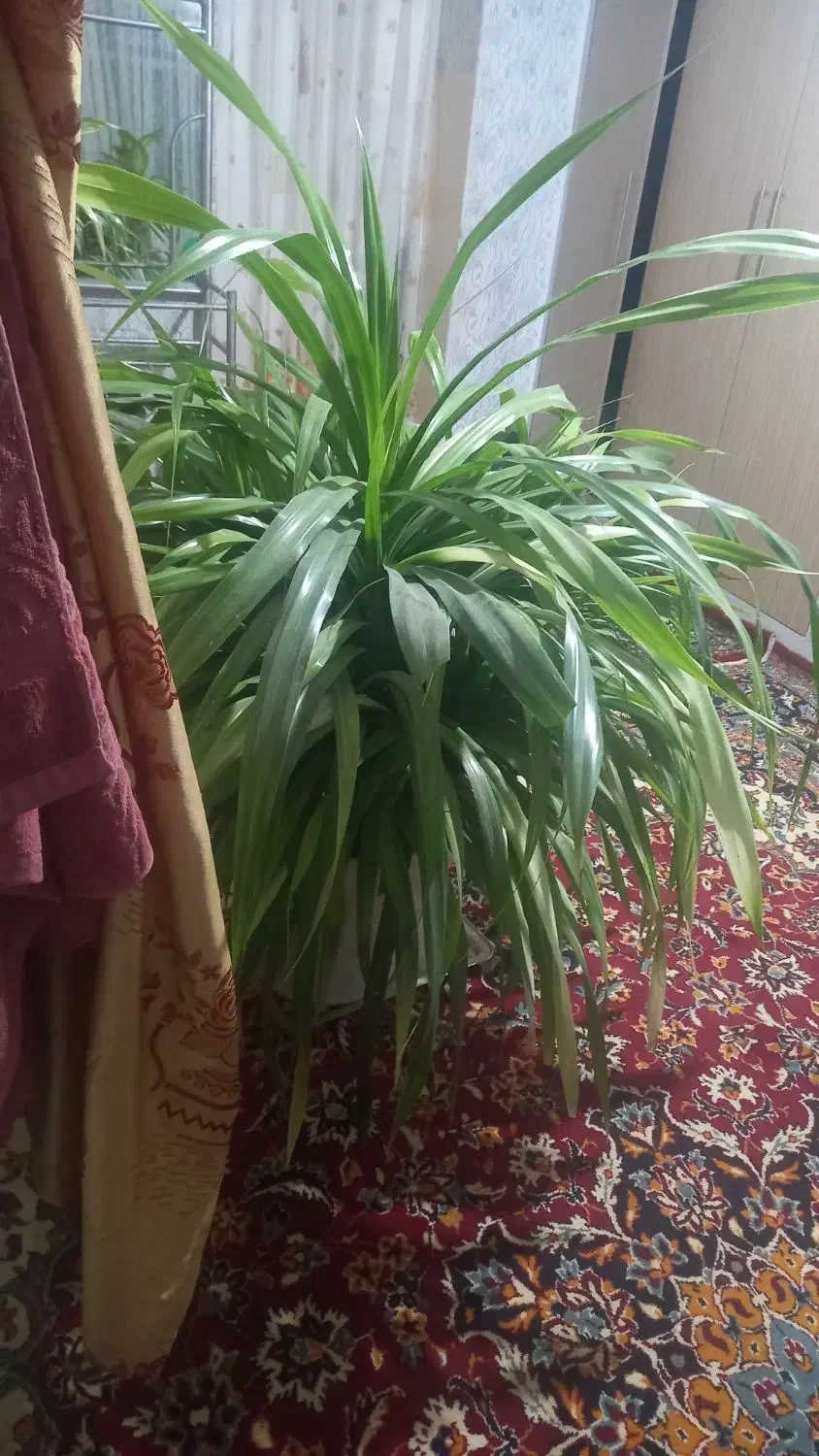 گل و گلدان|گل و گیاه طبیعی|چناران, |دیوار