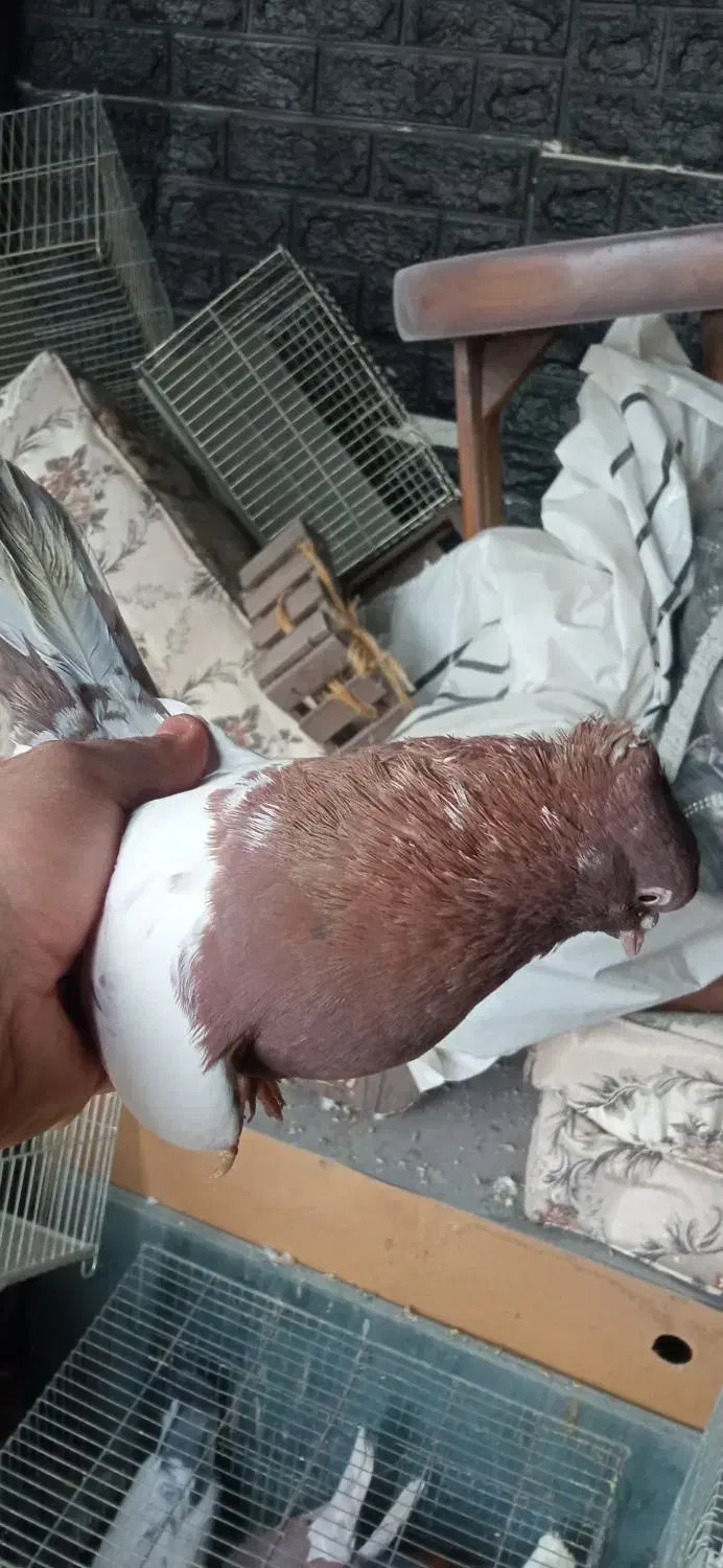 کفتر|پرنده|قم, بکایی|دیوار