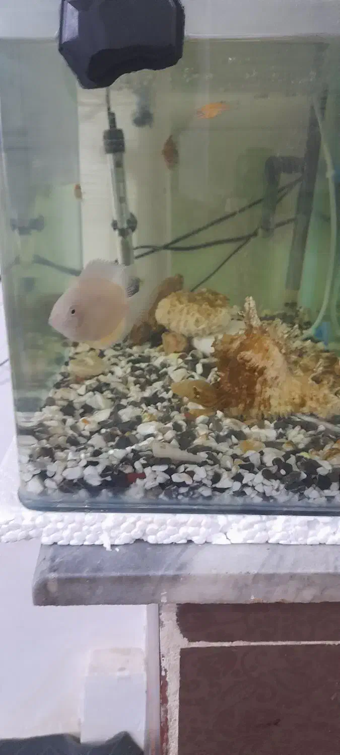 آکواریوم شیشه خم|ماهی|کرمانشاه, |دیوار