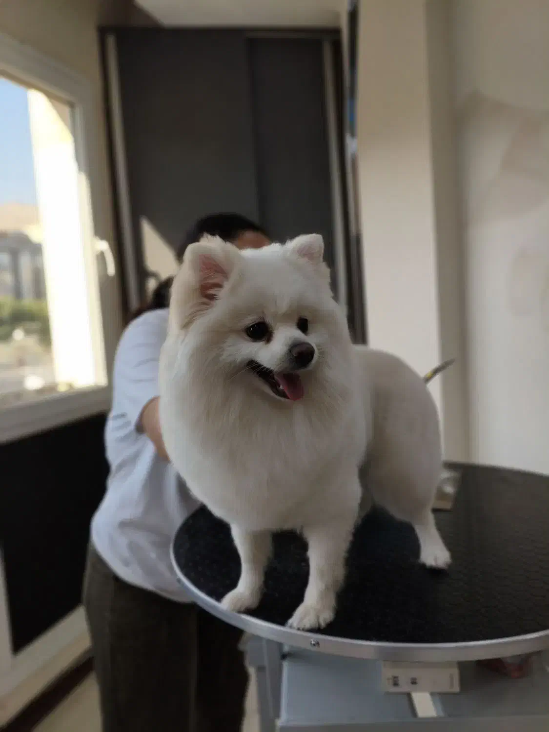 اصلاح و پیرایش حیوانات خانگی|خدمات آرایشگری و زیبایی|شاهین‌شهر, شهرک میلاد|دیوار