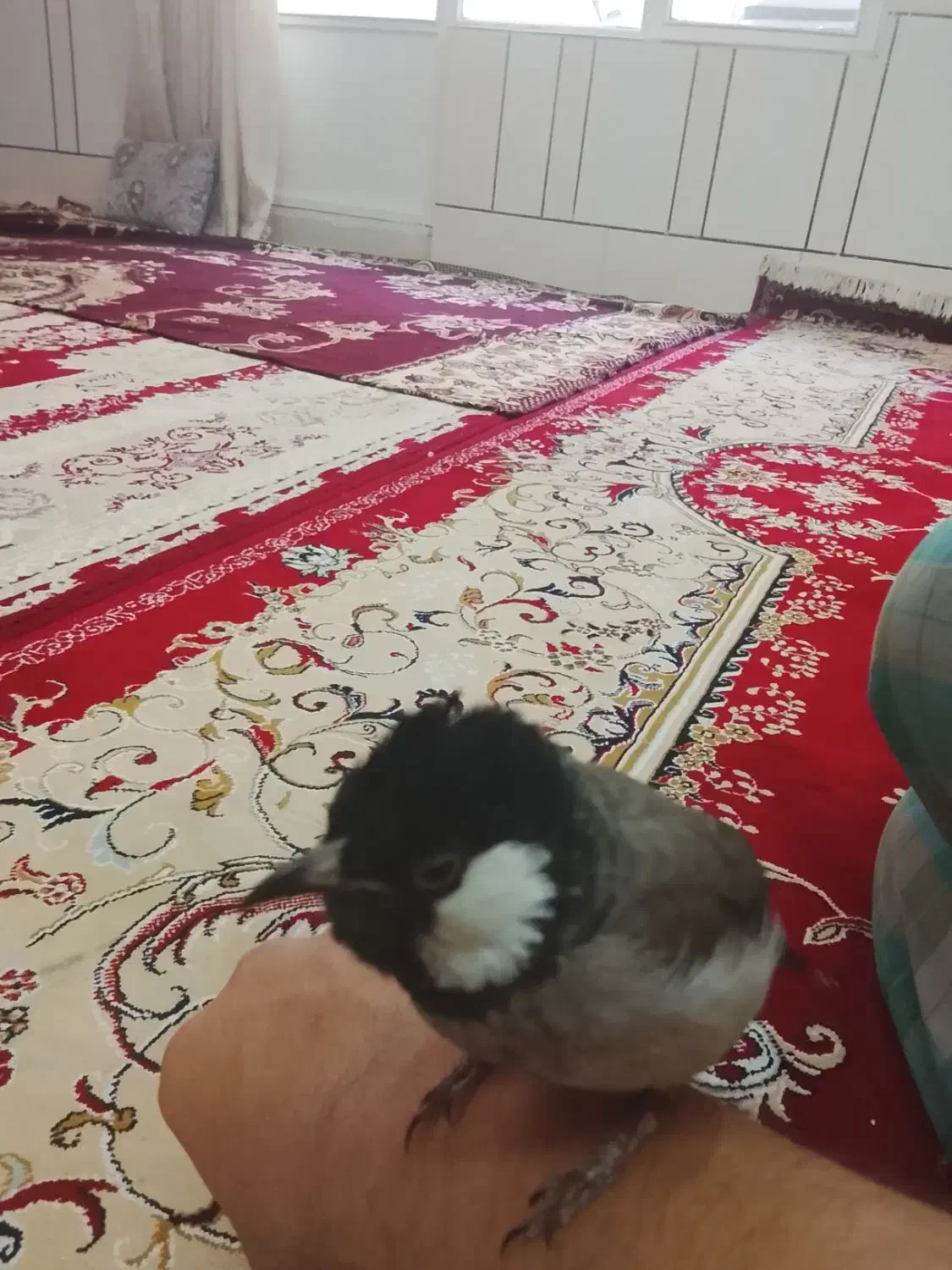 پرنده|پرنده|اصفهان, قائمیه|دیوار