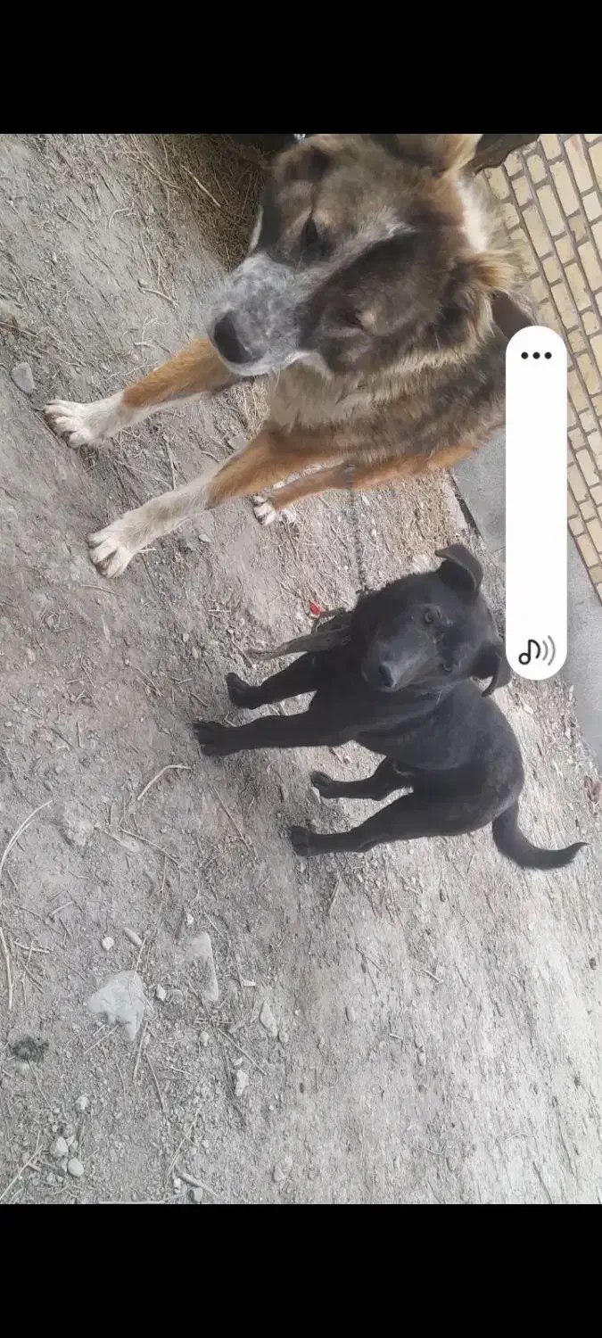 پاکوتاه فروشی|سگ|چناران, |دیوار