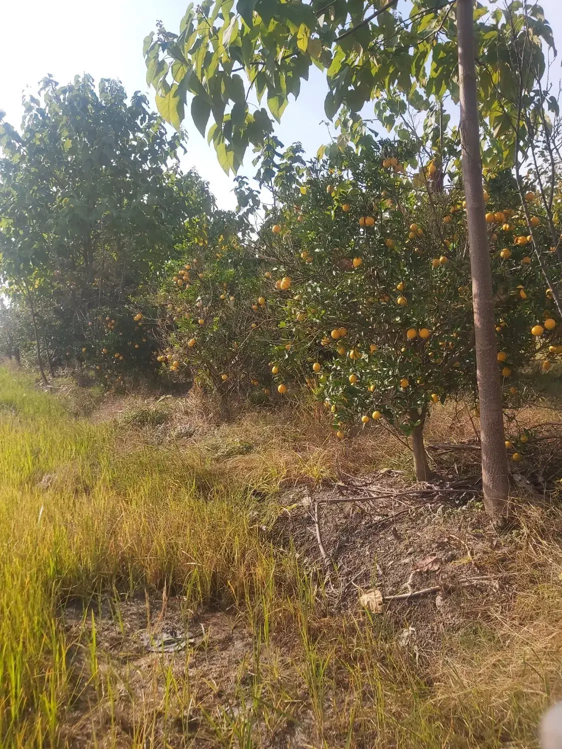 خرید فروش مرکبات پرتغال نارنگی عمده قیمت مناسب|خوردنی و آشامیدنی|هادی شهر, |دیوار