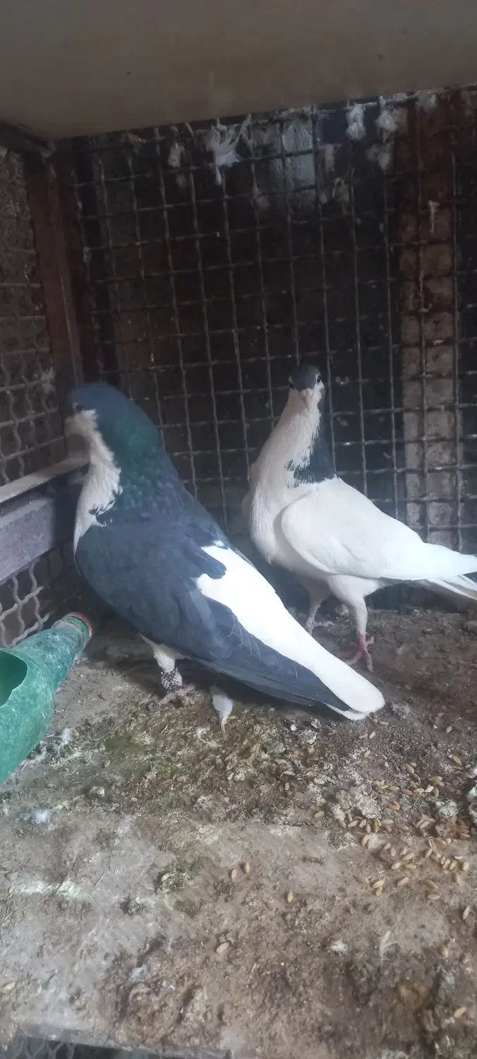 امری وخال|پرنده|فردوس (خراسان), |دیوار