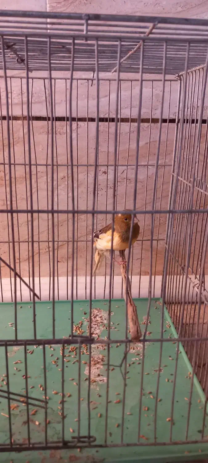 قناری ماده|پرنده|بهمن صغاد, |دیوار