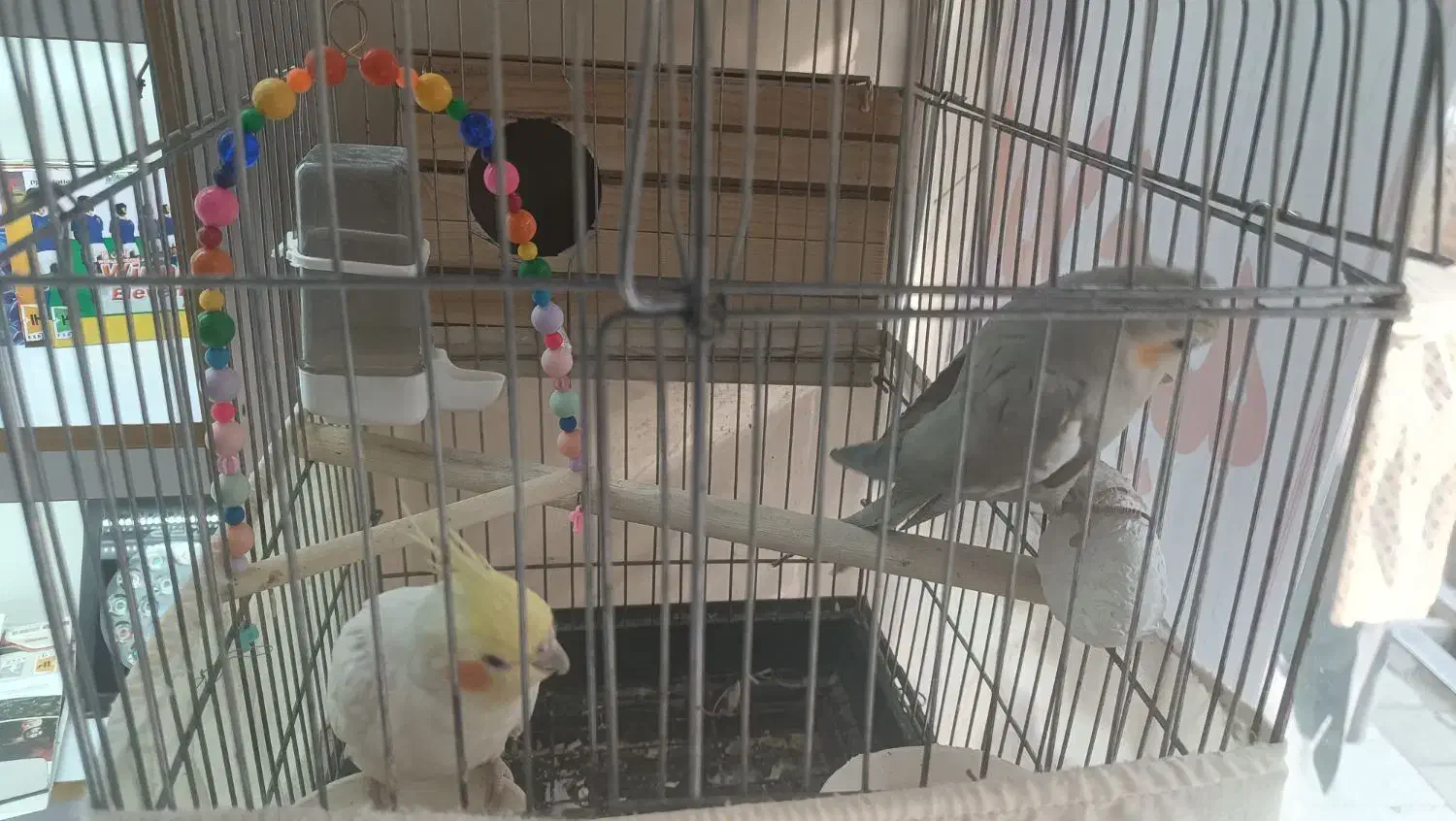 عروس هلندی جفت|پرنده|تهران, امام زاده عبدالله|دیوار