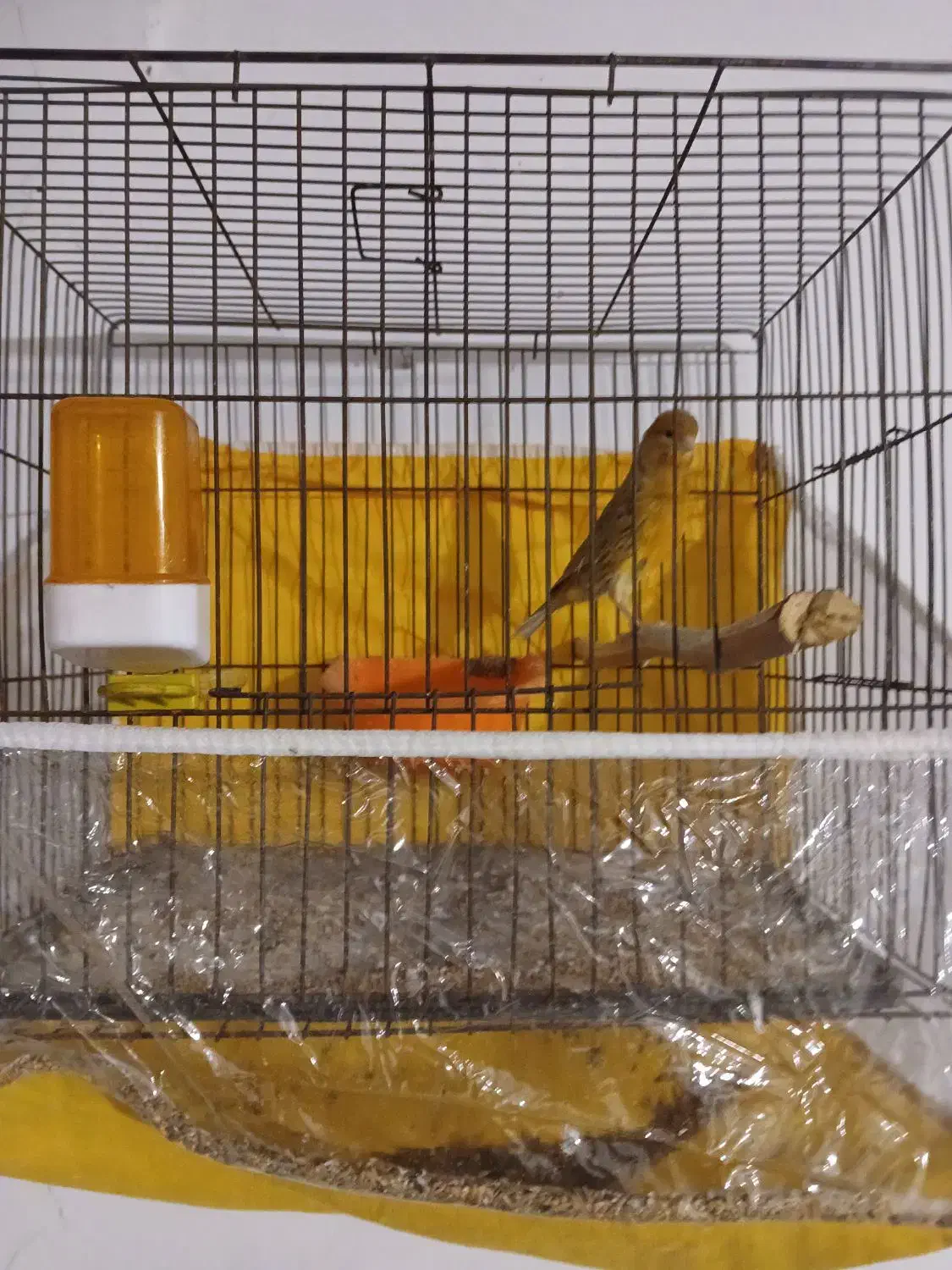 پرنده|پرنده|گرگان, |دیوار