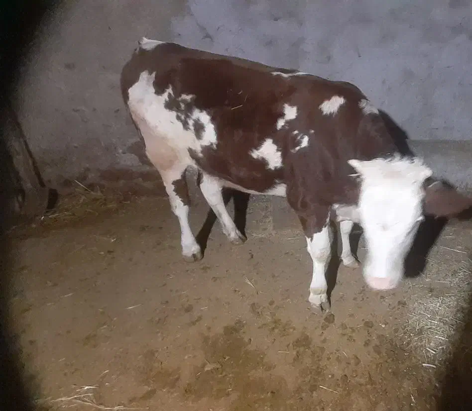 گوساله سیمنتال|حیوانات مزرعه|سجاس رود, |دیوار