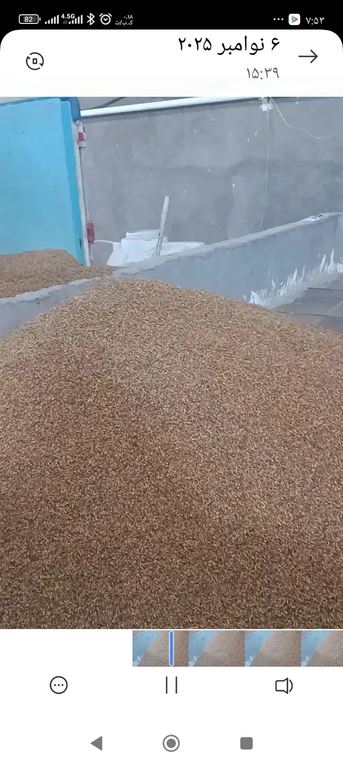 شلتوک درجه یک شیبان درشادگان|خوردنی و آشامیدنی|شادگان, |دیوار