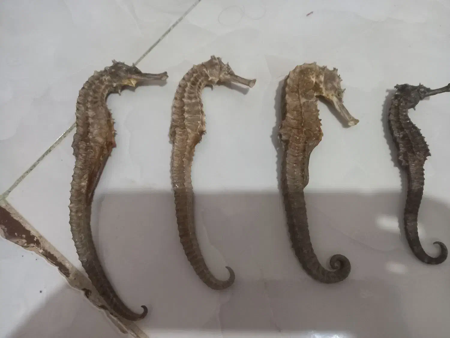 اسب دریایی|مجسمه، تندیس، ماکت|آبادان, |دیوار