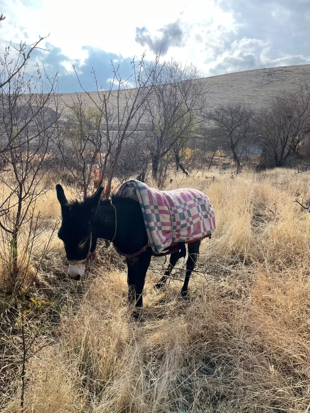 خرنر|حیوانات مزرعه|دینور, |دیوار