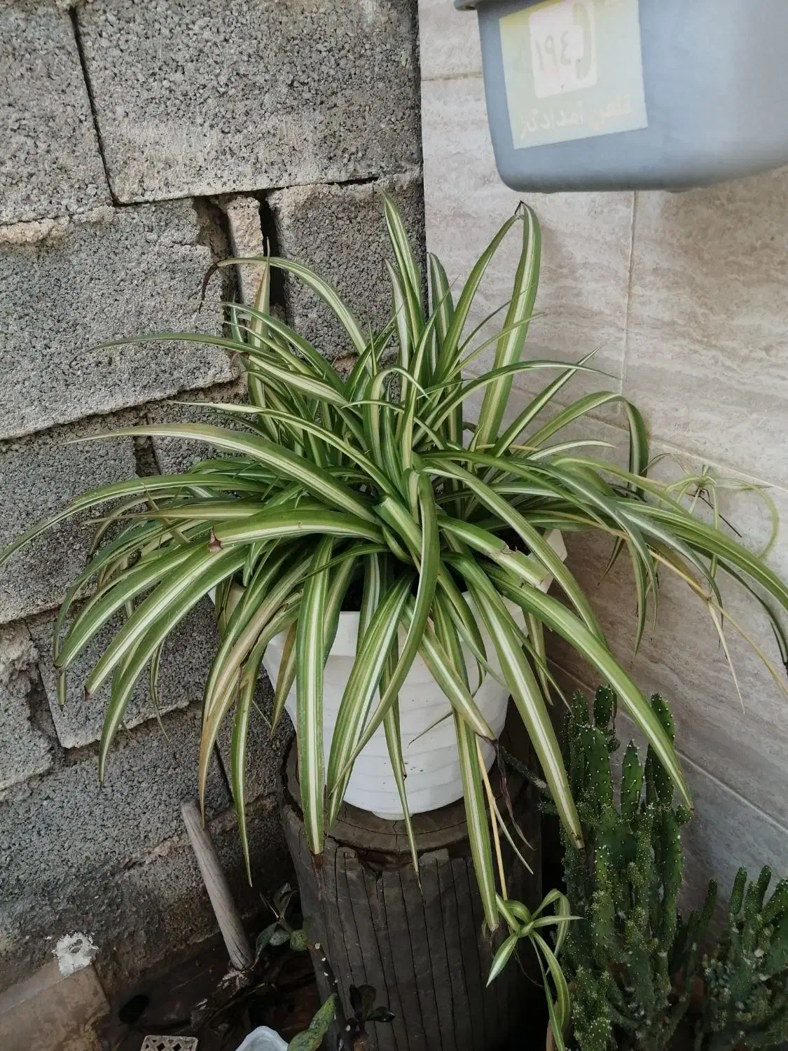 گل و گیاه|عمده‌فروشی|برازجان, |دیوار