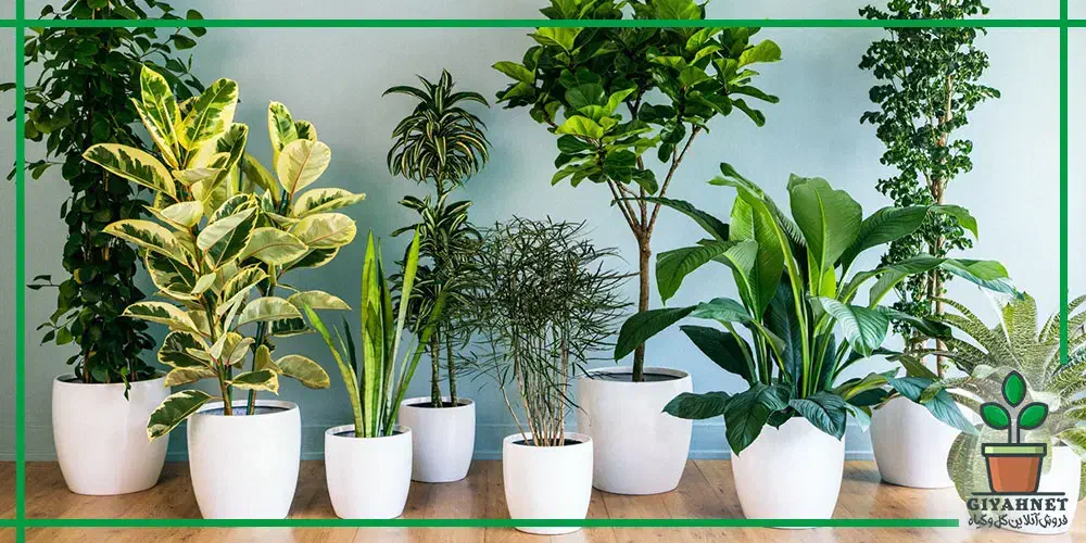 خانه گل و گیاه آپارتمانی آنلاین زرند|گل و گیاه طبیعی|زرند, |دیوار