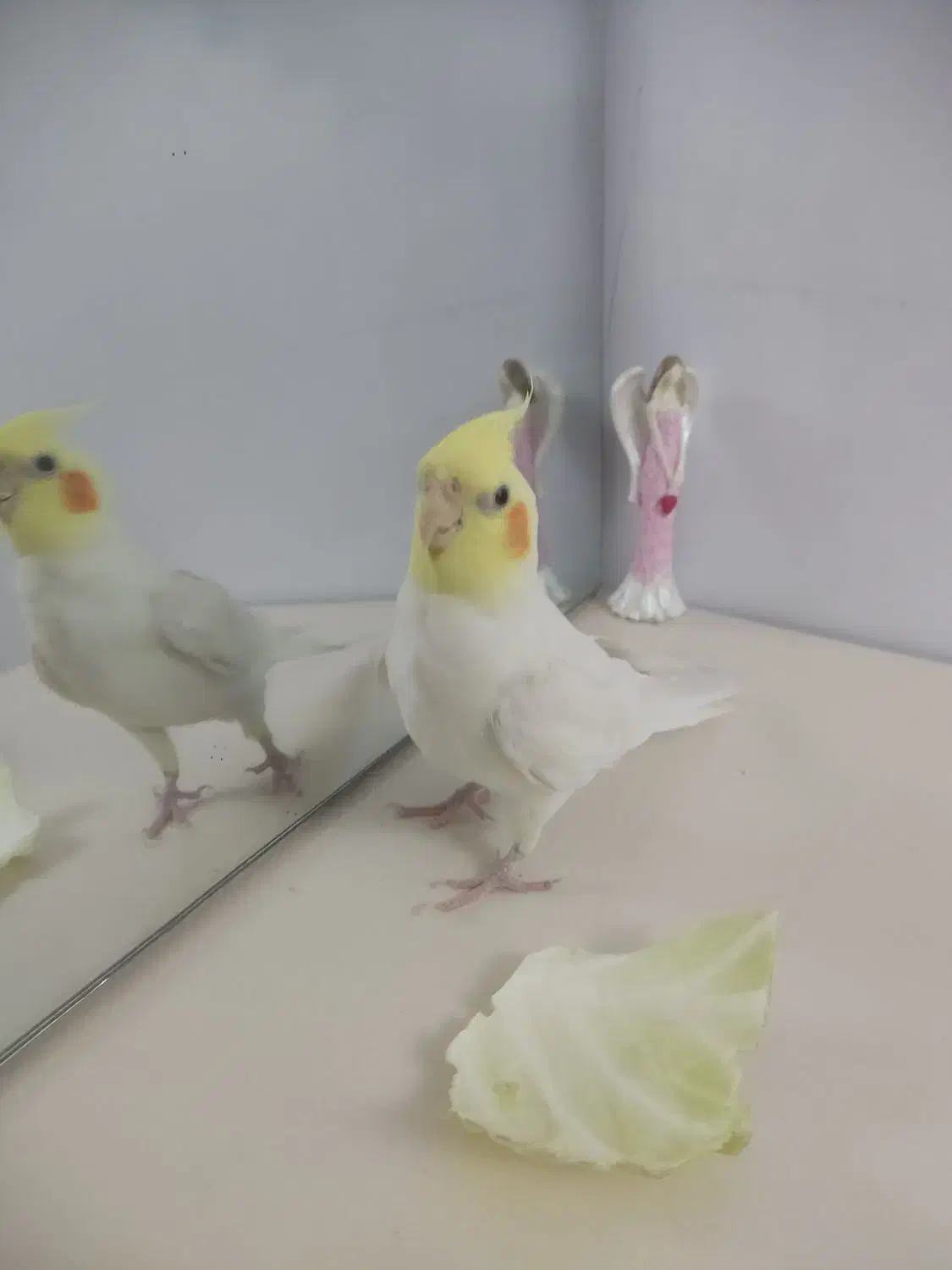 گمشده|حیوانات|تبریز, |دیوار