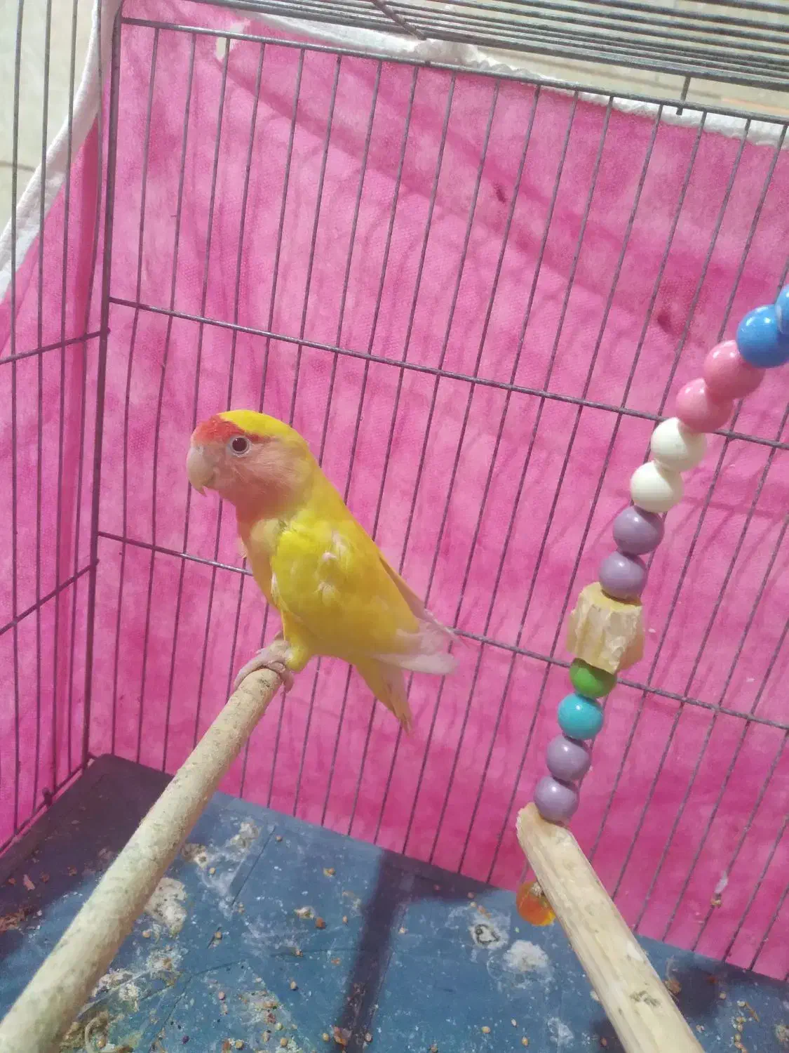 طوطی کوتوله رخ هلویی|پرنده|جیرفت, |دیوار