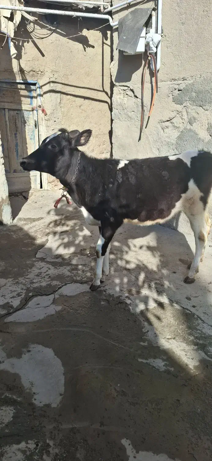 گوساله ماده|حیوانات مزرعه|قروه, |دیوار