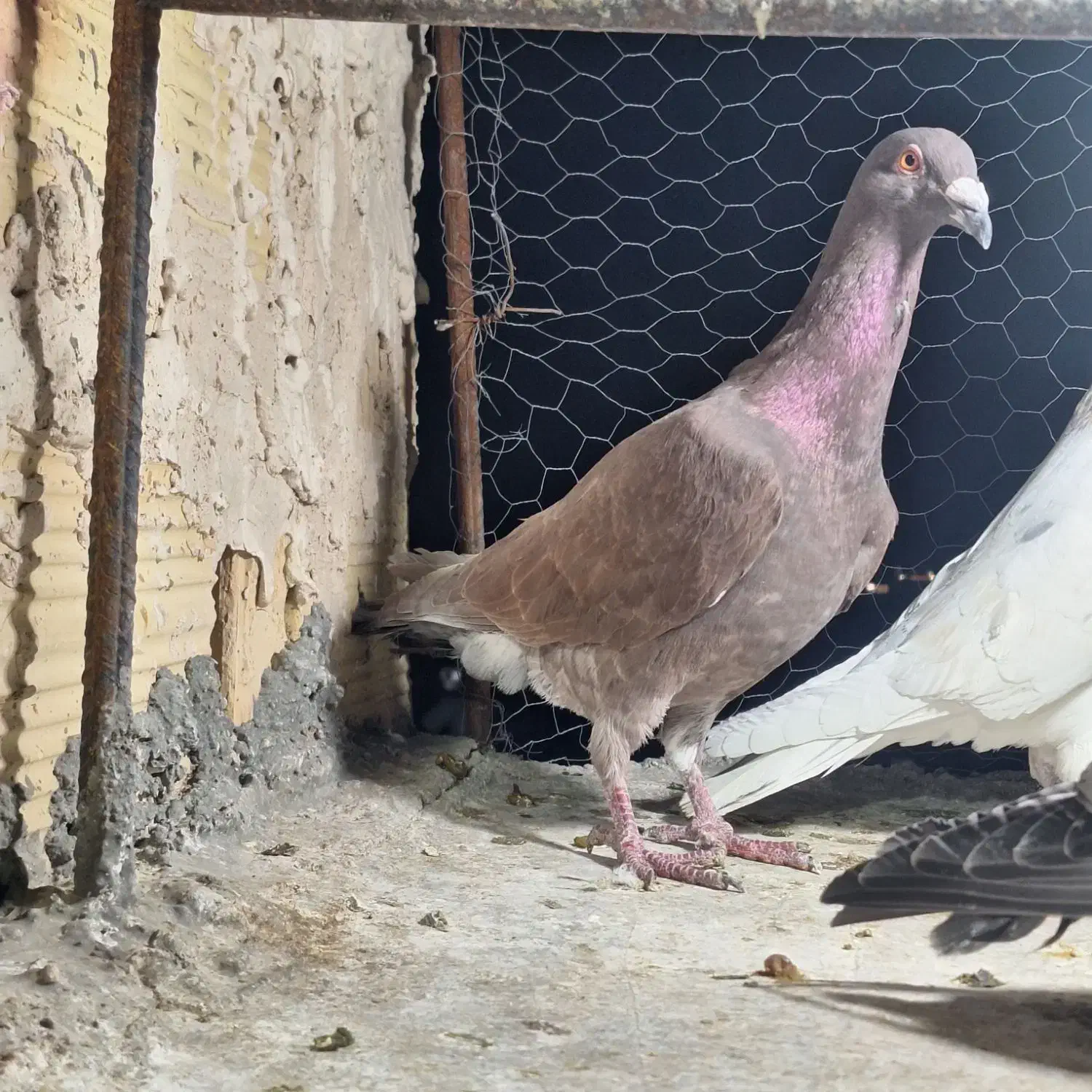 کفتر صید قلدور|حیوانات|مشهد, گلشور|دیوار