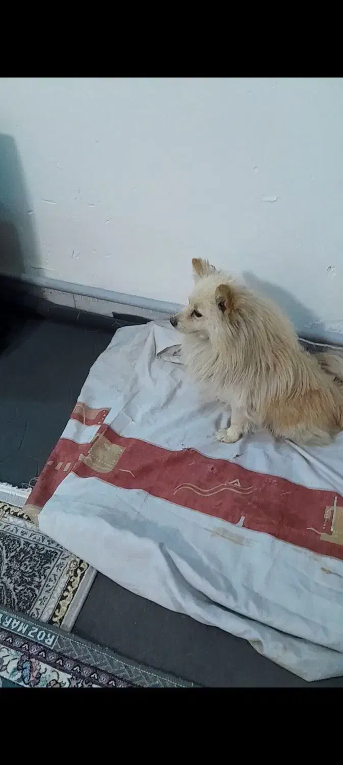 سگ پامر|سگ|پاکدشت, حصار امیر|دیوار