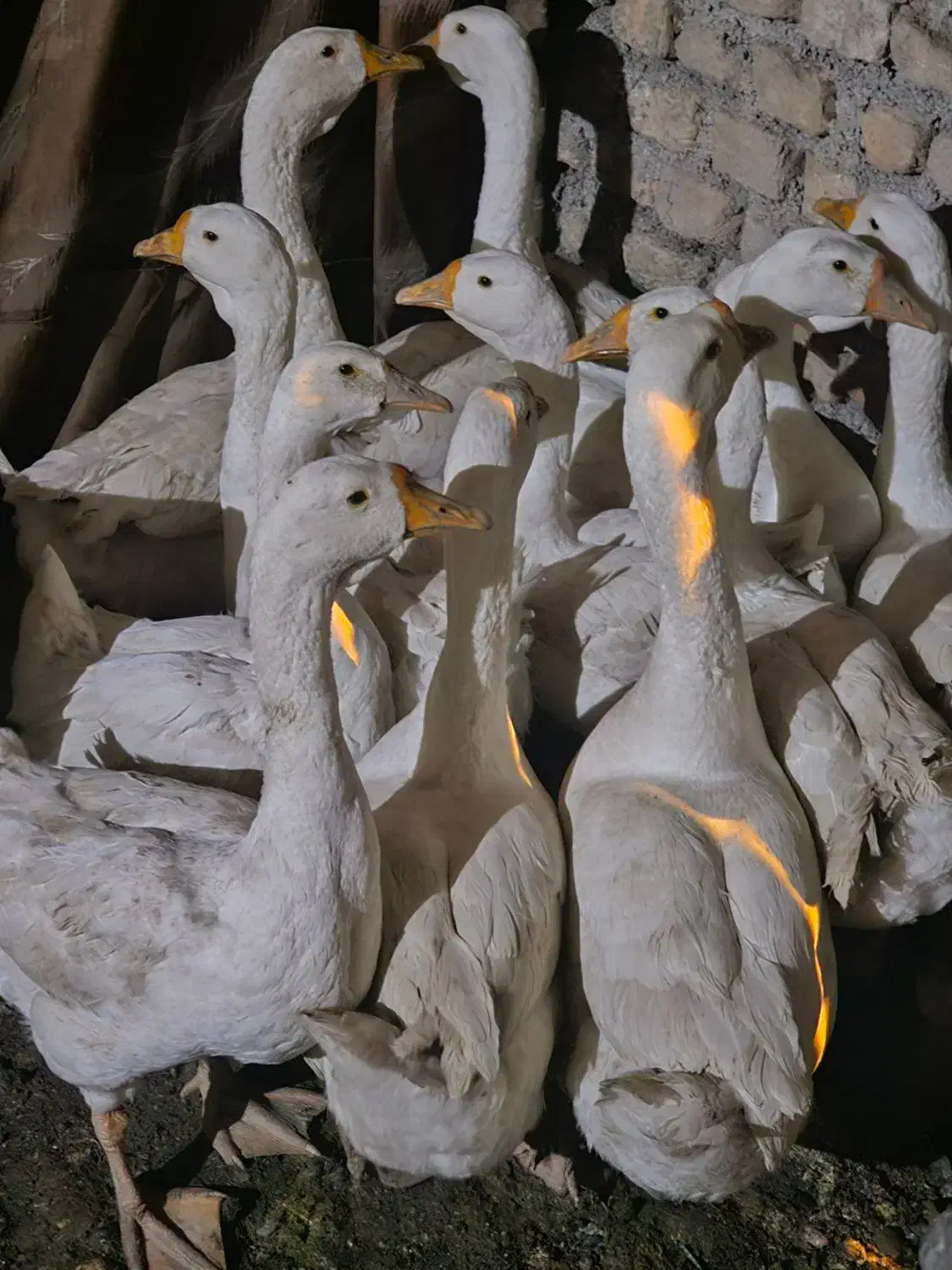 قوغاز سفید|حیوانات مزرعه|خان ببین, |دیوار