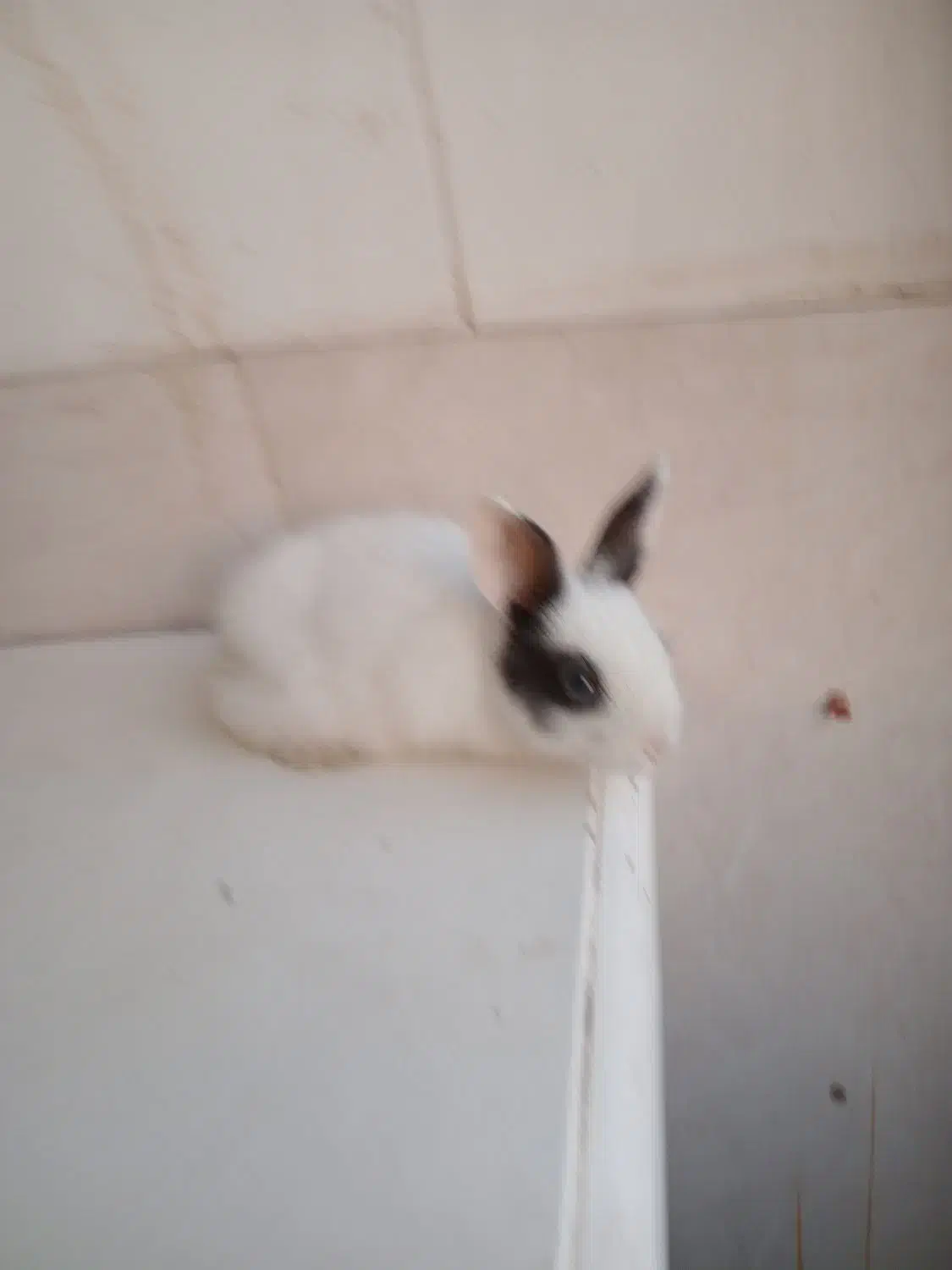 خرگوش زرنگ|موش و خرگوش|گلستان (تهران), |دیوار