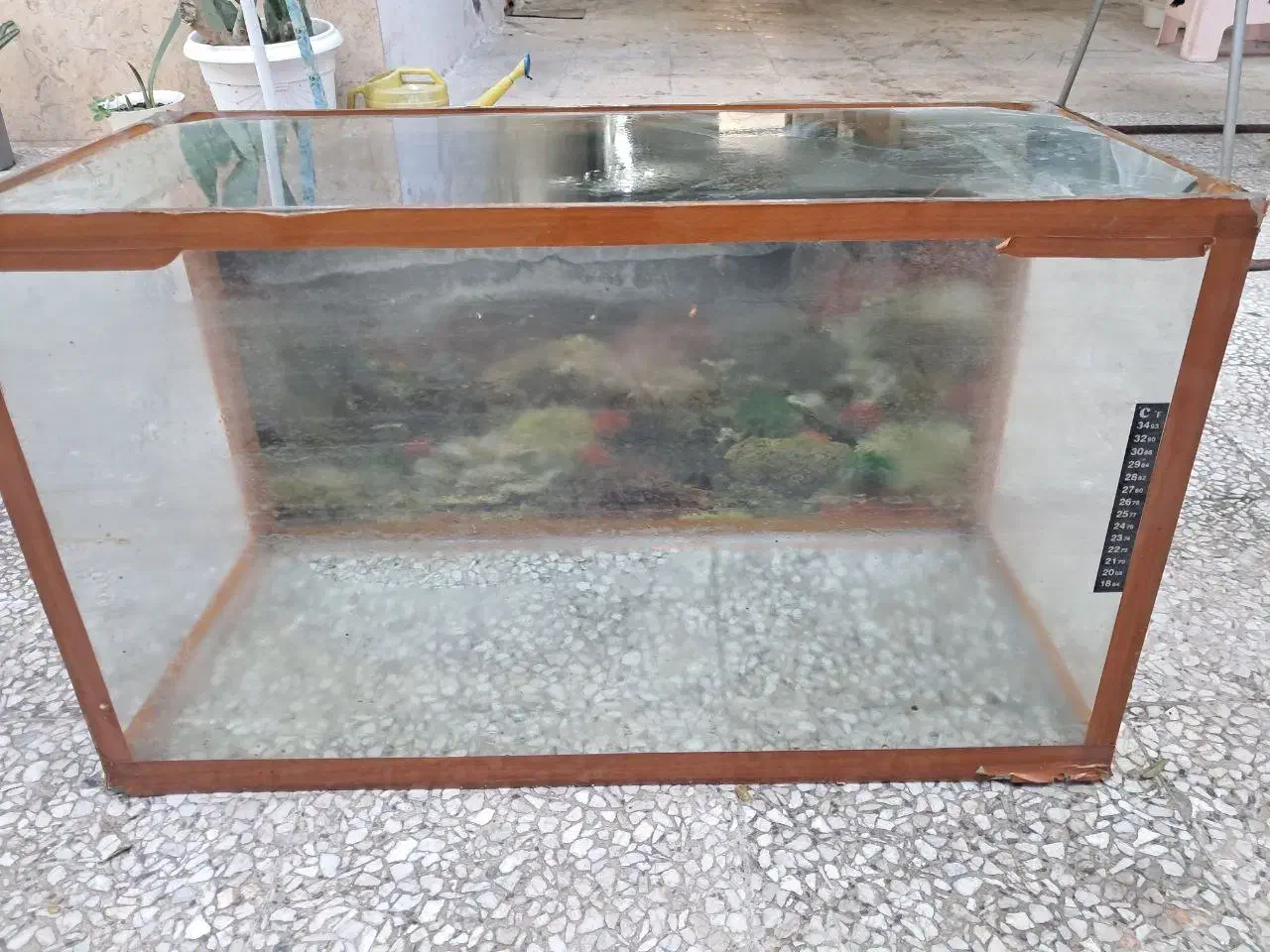 شیشه  آکواریوم|ماهی|رشت, فلسطین|دیوار